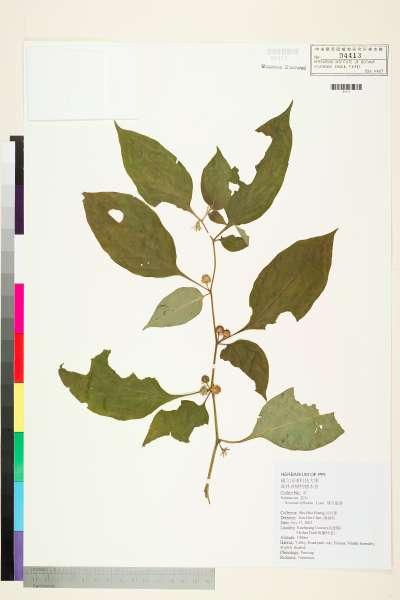 中文種名:雙花龍葵(耳鉤草)學名:Solanum biflorum Lour.