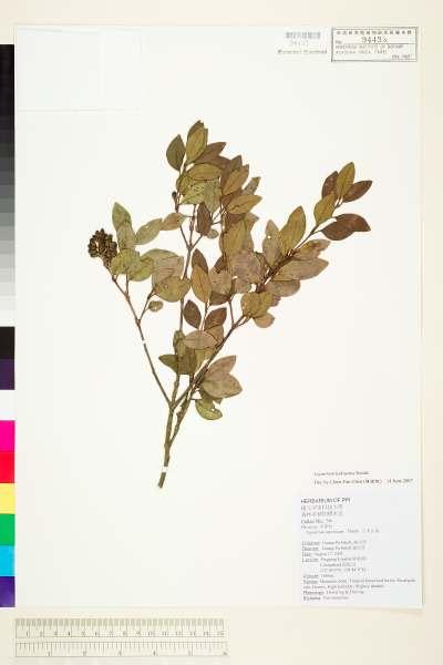 中文種名:日本女貞學名:Ligustrum japonicum Thunb.