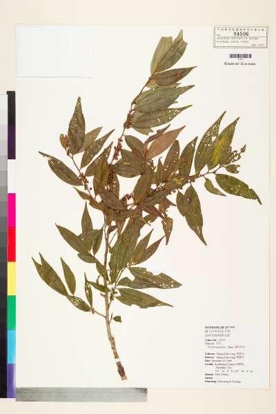 中文種名:細枝柃木學名:Eurya loquaiana Dunn