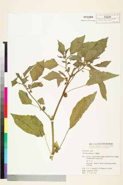 中文種名:燈籠草(苦蘵)學名:Physalis angulata L.