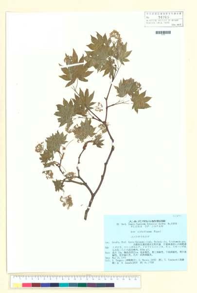 中文種名:Acer sieboldianum Miq.