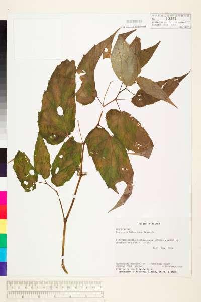 中文種名:武威山秋海棠學名:Begonia ×buimontana Yamam.