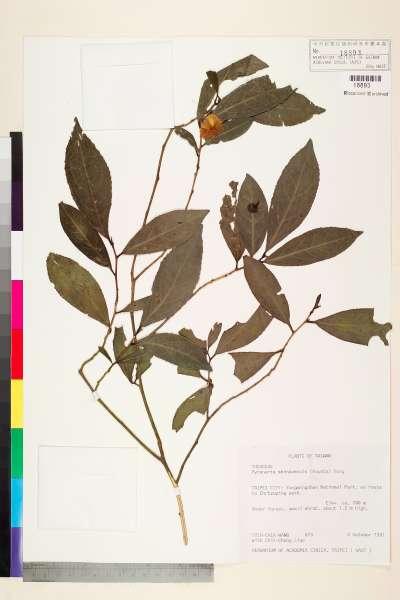 中文種名:烏皮茶學名:Pyrenaria shinkoensis (Hayata) Keng