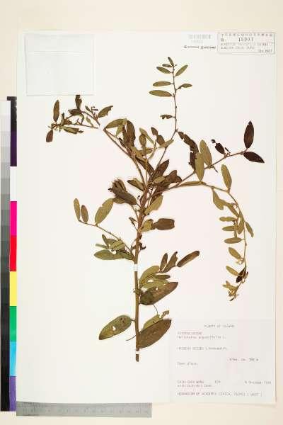 中文種名:山芝麻學名:Helicteres augustifolia L.