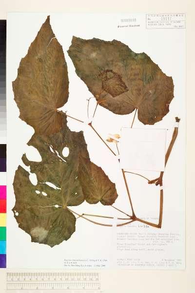 中文種名:出雲山秋海棠學名:Begonia chuyunshanensis C.-I Peng & Y. K. Chen