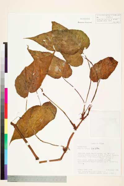中文種名:鹿谷秋海棠學名:Begonia lukuana Y. C. Liu & C. H. Ou