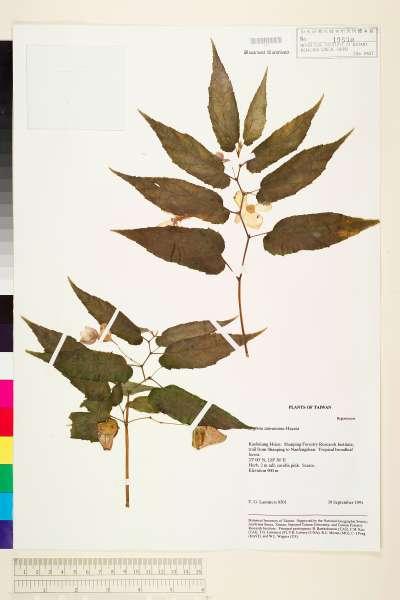 中文種名:台灣秋海棠學名:Begonia taiwaniana Hayata