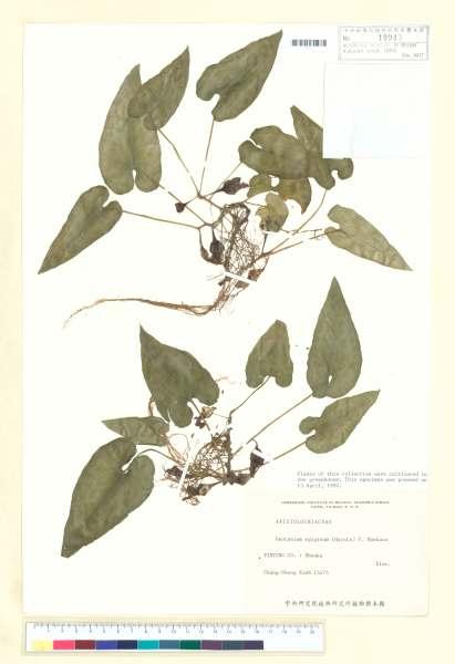 中文種名:Geotaenium epigynum (Hayata) Maekawa
