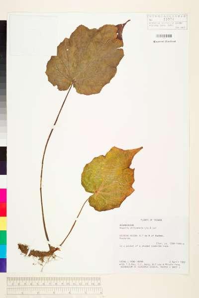 中文種名:溪頭秋海棠學名:Begonia chitoensis T. S. Liu & M. J. Lai