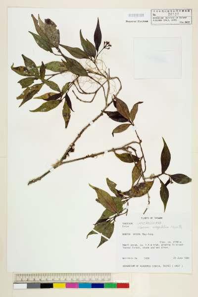中文種名:玉山糯米樹(玉山莢蒾)學名:Viburnum integrifolium Hayata