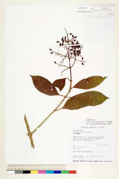 中文種名:著生珊瑚樹學名:Viburnum arboricolum Hayata