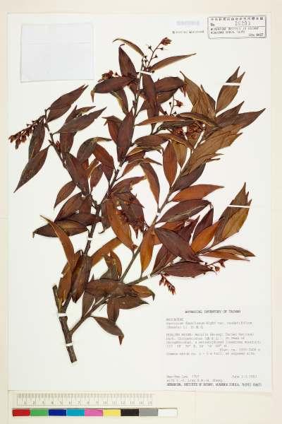 中文種名:珍珠花(長尾葉越橘)學名:Vaccinium dunalianum Wight var. caudatifolium (Hayata) H. L. Li