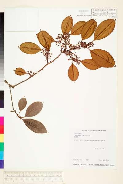 中文種名:星蘋果學名:Chrysophyllum cainito L.