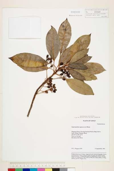 中文種名:Daphniphyllum glaucescens Bl.