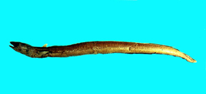 中文種名:擬錐體康吉鰻學名:Ariosoma anagoides台灣俗名:大陸名:擬穴美體鰻