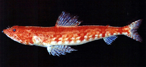 中文種名:紅斑狗母魚