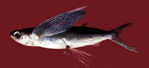 中文種名:寡鱗斑鰭飛魚