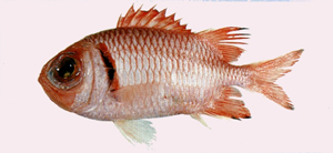 中文種名:柏氏鋸鱗魚