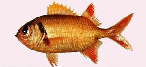 中文種名:康德鋸鱗魚