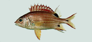 中文種名:黑點棘鱗魚學名:Sargocentron melanospilos台灣俗名:金鱗甲、鐵甲兵、瀾公妾、鐵線婆大陸名:黑點棘鱗魚