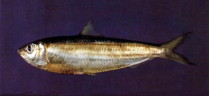 中文種名:白腹小沙丁魚學名:Sardinella albella台灣俗名:白腹小沙丁、青鱗仔、鰮仔、沙丁魚、扁仔、扁鰮大陸名:白腹小沙丁魚