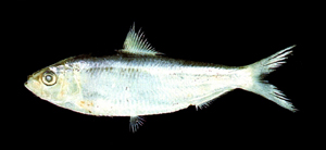 中文種名:繸鱗小沙丁魚學名:Sardinella fimbriata台灣俗名:黑小沙丁、青鱗仔、鰮仔、沙丁魚、扁仔、扁鰮大陸名:繸鱗小沙丁魚