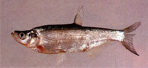 中文種名:紅鰭鮊學名:Chanodichthys erythropterus台灣俗名:曲腰、翹嘴巴、總統魚、白魚大陸名:紅鰭鮊