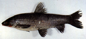 中文種名:青魚學名:Mylopharyngodon piceus台灣俗名:黑鰱、黑鰡、烏鰡、黑鯪大陸名:青魚