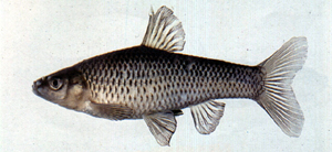 中文種名:羅漢魚學名:Pseudorasbora parva台灣俗名:麥穗魚、尖嘴仔、車栓仔、尖嘴魚仔大陸名:麥穗魚
