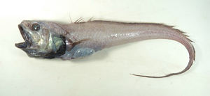 中文種名:日本底尾鱈