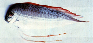 中文種名:多斑扇尾魚
