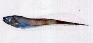中文種名:纖尾錐齒隱魚
