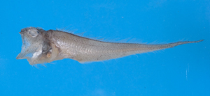 中文種名:光曲鼬魚學名:Glyptophidium lucidum台灣俗名:鼬魚大陸名:光曲鼬鳚