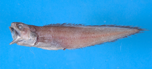 中文種名:重齒單趾鼬魚學名:Monomitopus pallidus台灣俗名:鼬魚大陸名:重齒單趾鼬鳚