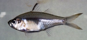 中文種名:小眼雙邊魚學名:Ambassis miops台灣俗名:少棘雙邊魚、玻璃魚、大面側仔大陸名:小眼雙邊魚