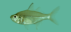 中文種名:維氏雙邊魚學名:Ambassis vachellii台灣俗名:玻璃魚、大面側仔大陸名:維氏雙邊魚