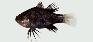 中文種名:黑鰭似天竺鯛學名:Apogonichthyoides nigripinnis台灣俗名:大面側仔、大目側仔、黑鰭天竺鯛大陸名:黑鰭似天竺魚