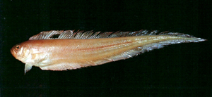 中文種名:印度棘赤刀魚