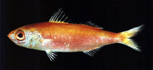 中文種名:火花紅諧魚