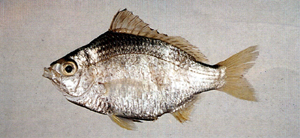 中文種名:短鑽嘴魚
