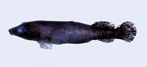 中文種名:黑紋錐齒喉盤魚