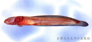中文種名:尾鱗頭鰕虎