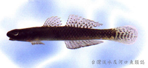 中文種名:黑紫枝牙鰕虎
