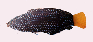 中文種名:黃尾阿南魚