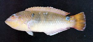 中文種名:三斑海豬魚學名:Halichoeres trimaculatus台灣俗名:蠔魚、三重斑點瀨魚、青汕冷、三斑儒艮鯛、三點儒艮鯛大陸名:三斑海豬魚