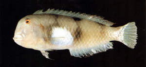 中文種名:安納地頸鰭魚