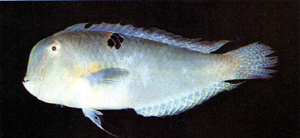 中文種名:巴氏頸鰭魚