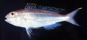 中文種名:黃緣金線魚