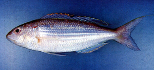 中文種名:金線魚