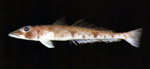 中文種名:綠尾低線魚